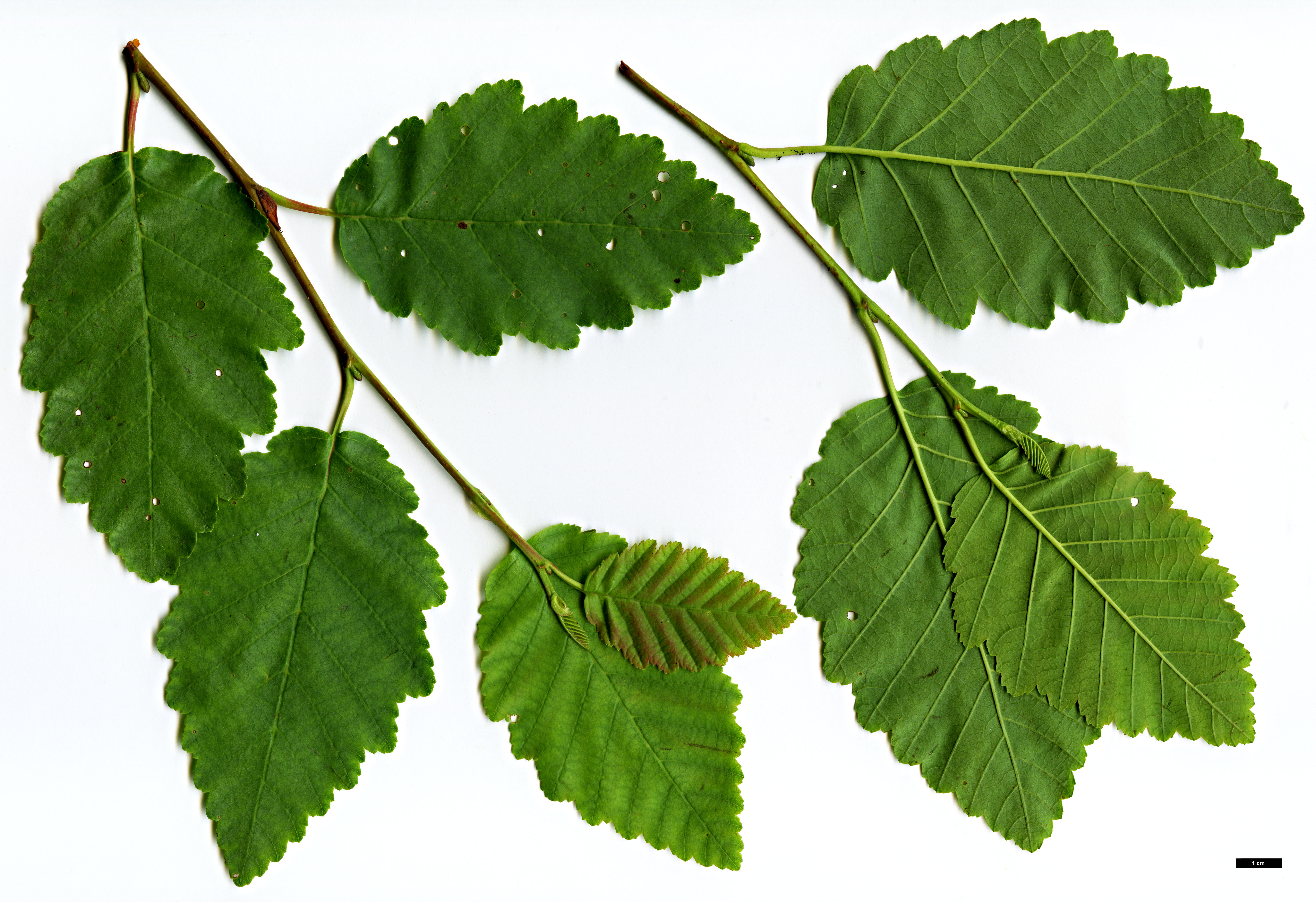 High resolution image: Family: Betulaceae - Genus: Alnus - Taxon: incana - SpeciesSub: subsp. tenuifolia